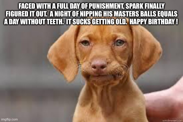 Disappointed Dog | FACED WITH A FULL DAY OF PUNISHMENT, SPARK FINALLY FIGURED IT OUT.  A NIGHT OF NIPPING HIS MASTERS BALLS EQUALS A DAY WITHOUT TEETH.  IT SUCKS GETTING OLD.  HAPPY BIRTHDAY ! | image tagged in disappointed dog | made w/ Imgflip meme maker