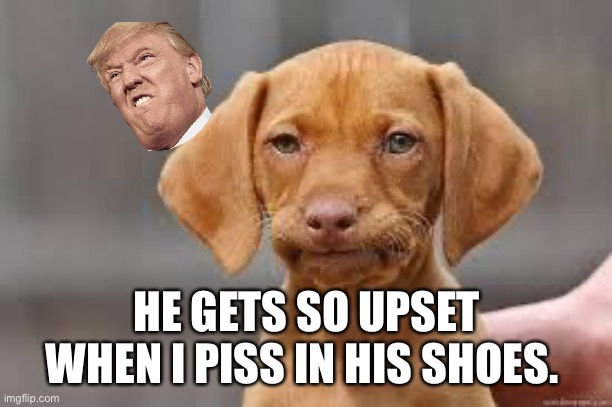 Soggy Socks Again. | HE GETS SO UPSET WHEN I PISS IN HIS SHOES. | image tagged in disappointed dog | made w/ Imgflip meme maker
