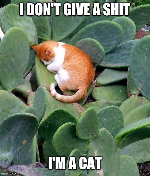 CATS WILL SLEEP ANYWHERE | I DON'T GIVE A SHIT; I'M A CAT | image tagged in cats,funny cats | made w/ Imgflip meme maker