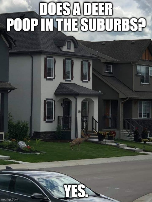 Deer Pooping in the Suburbs | DOES A DEER POOP IN THE SUBURBS? YES. | image tagged in deer,poop,pooping,get off my lawn,lawn | made w/ Imgflip meme maker