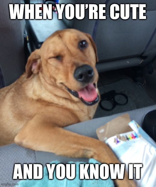 When you’re cute and you know it | WHEN YOU’RE CUTE; AND YOU KNOW IT | image tagged in dog,wink,memes,cute | made w/ Imgflip meme maker