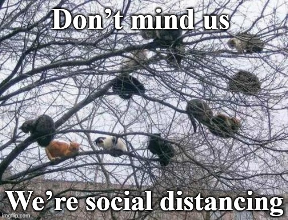 social distancing | Don’t mind us; We’re social distancing | image tagged in cat tree | made w/ Imgflip meme maker
