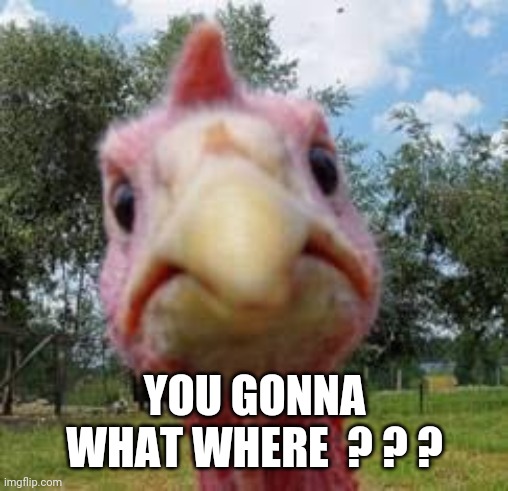 turkey | YOU GONNA WHAT WHERE  ? ? ? | image tagged in turkey | made w/ Imgflip meme maker