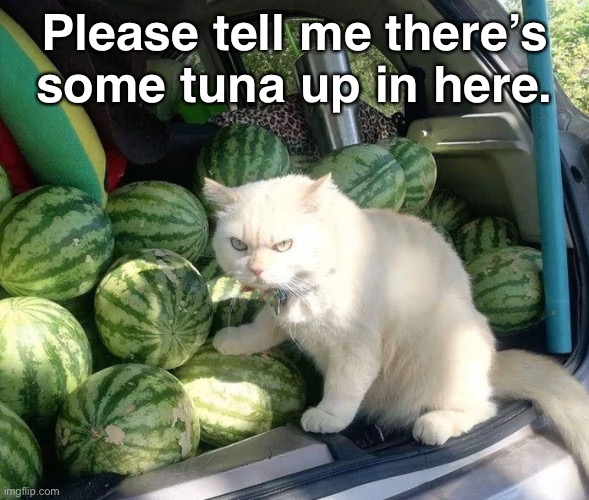 Please tell me there’s some tuna up in here. | image tagged in funny cat memes | made w/ Imgflip meme maker