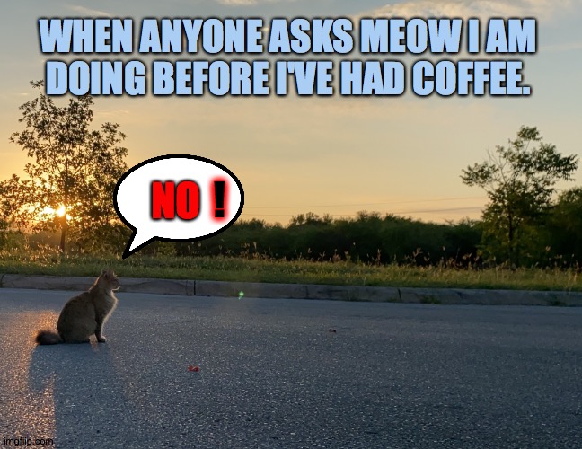 I can see clearly meow | WHEN ANYONE ASKS MEOW I AM DOING BEFORE I'VE HAD COFFEE. ! NO | image tagged in mama sunrise,meow,coffee,sunrise,cat,love | made w/ Imgflip meme maker