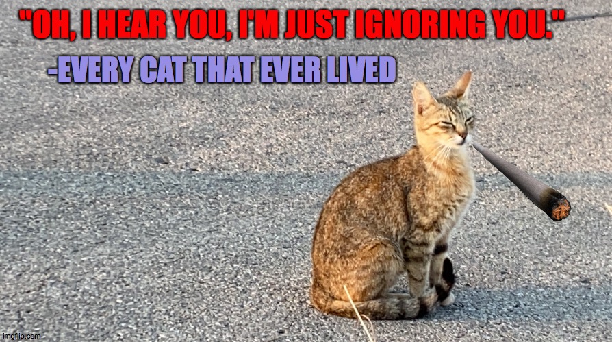 IgnoringAF | -EVERY CAT THAT EVER LIVED; "OH, I HEAR YOU, I'M JUST IGNORING YOU." | image tagged in google the stray cat,smoke,cat,ignore,monday | made w/ Imgflip meme maker