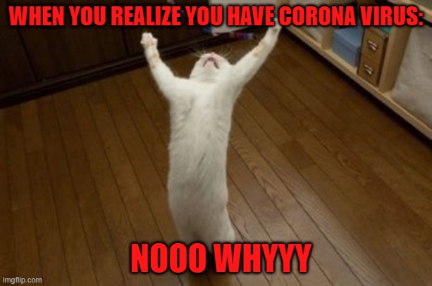 Why Why Why Funny Cat | WHEN YOU REALIZE YOU HAVE CORONA VIRUS:; NOOO WHYYY | image tagged in why why why funny cat | made w/ Imgflip meme maker