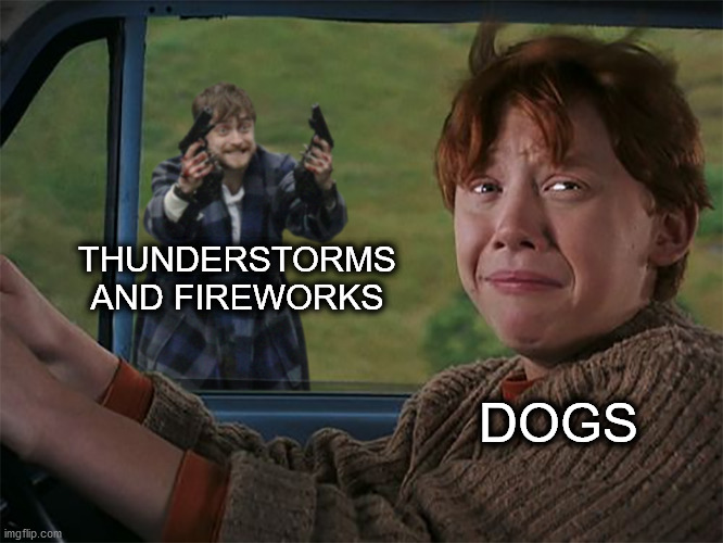 Poor doggos. | THUNDERSTORMS AND FIREWORKS; DOGS | image tagged in harry with guns scared ron,dogs,memes | made w/ Imgflip meme maker