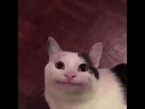 High Quality Smiling Cat Blank Meme Template