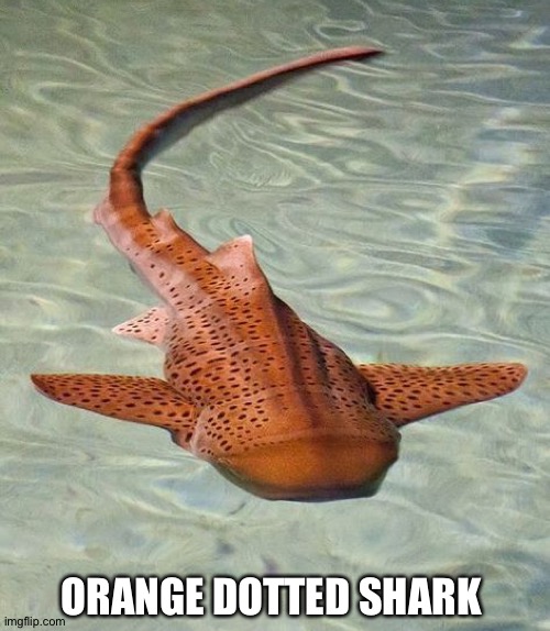 ORANGE DOTTED SHARK | made w/ Imgflip meme maker