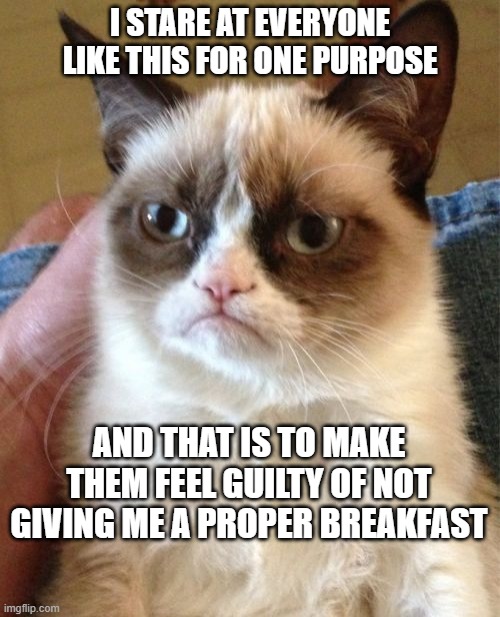 Grumpy Cat Meme | I STARE AT EVERYONE LIKE THIS FOR ONE PURPOSE; AND THAT IS TO MAKE THEM FEEL GUILTY OF NOT GIVING ME A PROPER BREAKFAST | image tagged in memes,grumpy cat | made w/ Imgflip meme maker