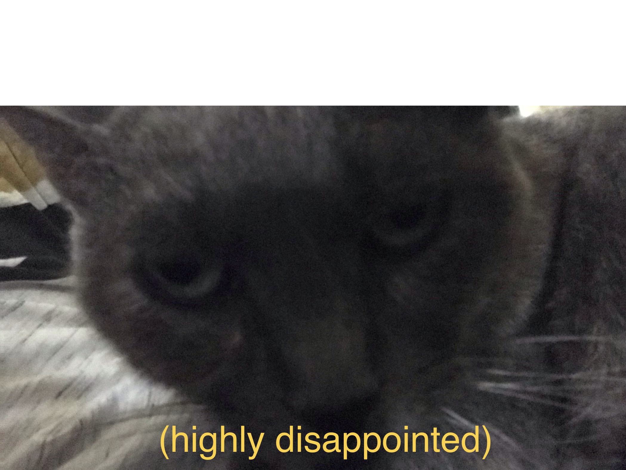 Cat of high disappointment Blank Meme Template