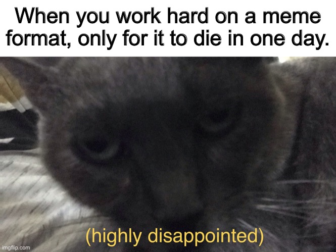 Pay attention to me! | When you work hard on a meme format, only for it to die in one day. | image tagged in cat of high disappointment | made w/ Imgflip meme maker