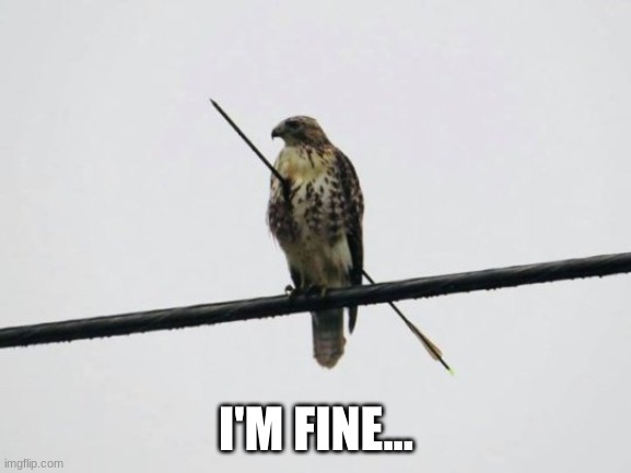 Perching in the face of Death | I'M FINE... | image tagged in hawk unconcerned by arrow through body | made w/ Imgflip meme maker