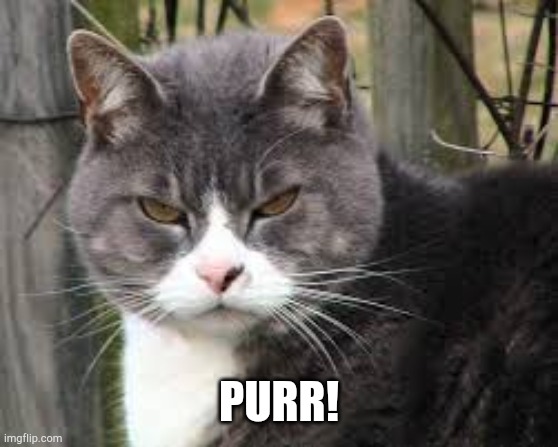 mean cat hmmm | PURR! | image tagged in mean cat hmmm | made w/ Imgflip meme maker