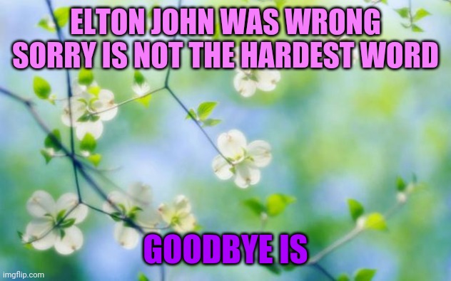 flowers | ELTON JOHN WAS WRONG SORRY IS NOT THE HARDEST WORD; GOODBYE IS | image tagged in flowers | made w/ Imgflip meme maker