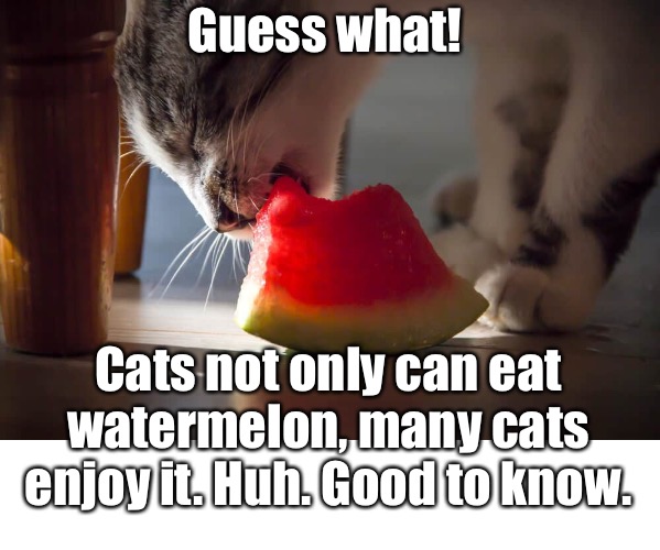 Guess what! Cats not only can eat watermelon, many cats enjoy it. Huh. Good to know. | made w/ Imgflip meme maker