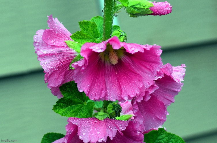 hollyhocks after a rain | image tagged in kewlew,flowers | made w/ Imgflip meme maker
