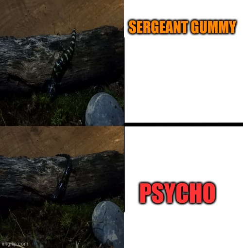 I HAVE SALAMANDERS | SERGEANT GUMMY; PSYCHO | image tagged in food | made w/ Imgflip meme maker