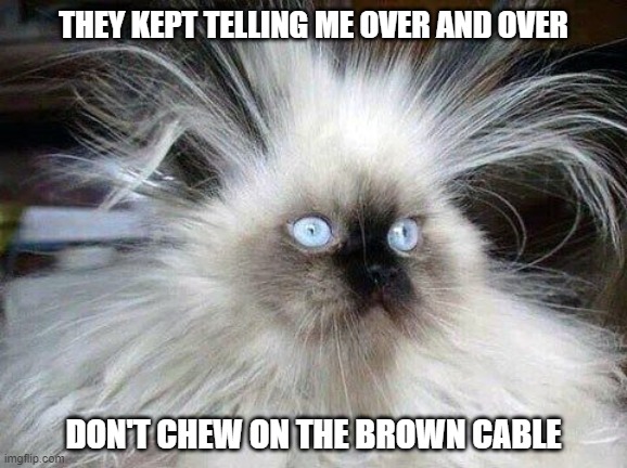 The Brown Cable | THEY KEPT TELLING ME OVER AND OVER; DON'T CHEW ON THE BROWN CABLE | image tagged in crazy hair cat,cat,memes,funny,funny memes | made w/ Imgflip meme maker