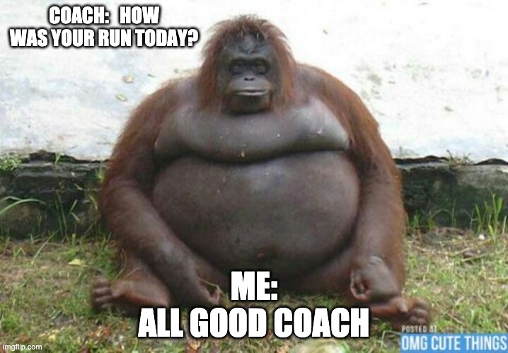 Fat Chimpanzee | COACH:   HOW WAS YOUR RUN TODAY? ME:
ALL GOOD COACH | image tagged in fat chimpanzee | made w/ Imgflip meme maker