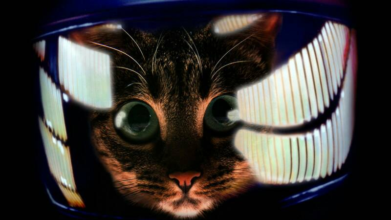 2001 A Space Odyssey Cat Blank Meme Template