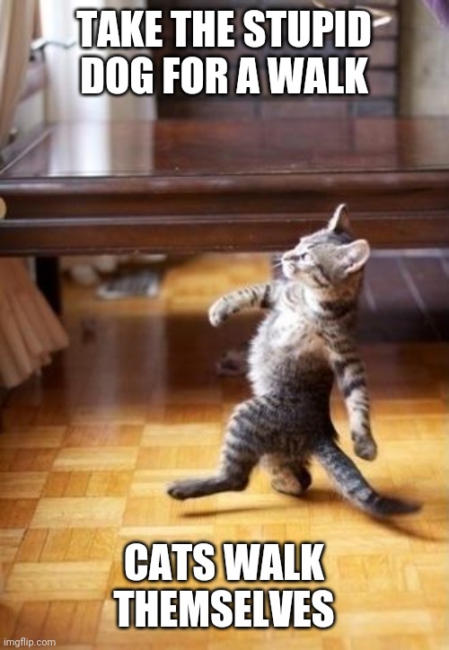 Cool Cat Stroll | TAKE THE STUPID DOG FOR A WALK; CATS WALK THEMSELVES | image tagged in memes,cool cat stroll | made w/ Imgflip meme maker