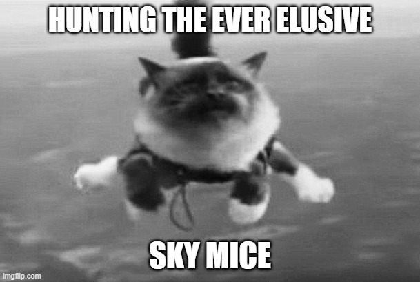 On The Hunt | HUNTING THE EVER ELUSIVE; SKY MICE | image tagged in cat,meme,funny,sky mice | made w/ Imgflip meme maker