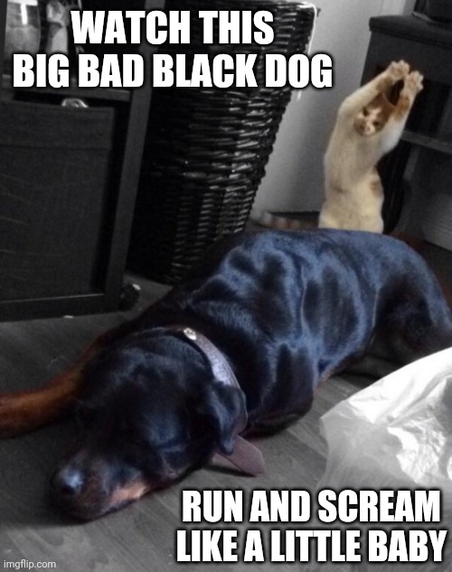 KITTY GONNA RUIN THAT DOGS DAY | WATCH THIS BIG BAD BLACK DOG; RUN AND SCREAM LIKE A LITTLE BABY | image tagged in cats,funny cats,dogs | made w/ Imgflip meme maker