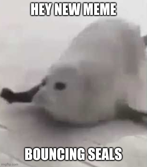 HEY NEW MEME; BOUNCING SEALS | image tagged in bouncing seals | made w/ Imgflip meme maker