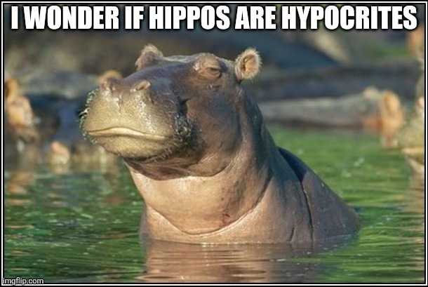 Skeptical Hippo | I WONDER IF HIPPOS ARE HYPOCRITES | image tagged in skeptical hippo | made w/ Imgflip meme maker