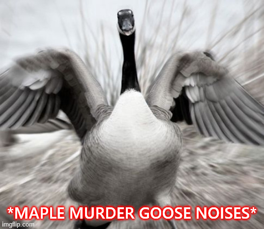 RUN AWAY! RUN AWAY! | *MAPLE MURDER GOOSE NOISES* | image tagged in animals,birds,canada goose,animal attack,murder,run like hell | made w/ Imgflip meme maker