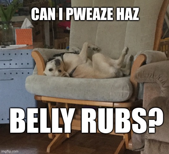 Angel wants belly rubs | CAN I PWEAZE HAZ; BELLY RUBS? | image tagged in dog,puppy,memes,cute | made w/ Imgflip meme maker