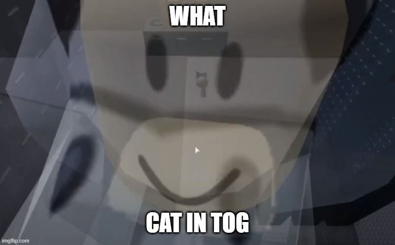 what | WHAT; CAT IN TOG | image tagged in cat in tog | made w/ Imgflip meme maker