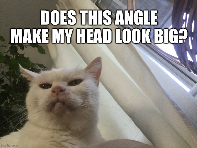 Does this angle make my head look big? | DOES THIS ANGLE MAKE MY HEAD LOOK BIG? | image tagged in cat,memes,cute | made w/ Imgflip meme maker