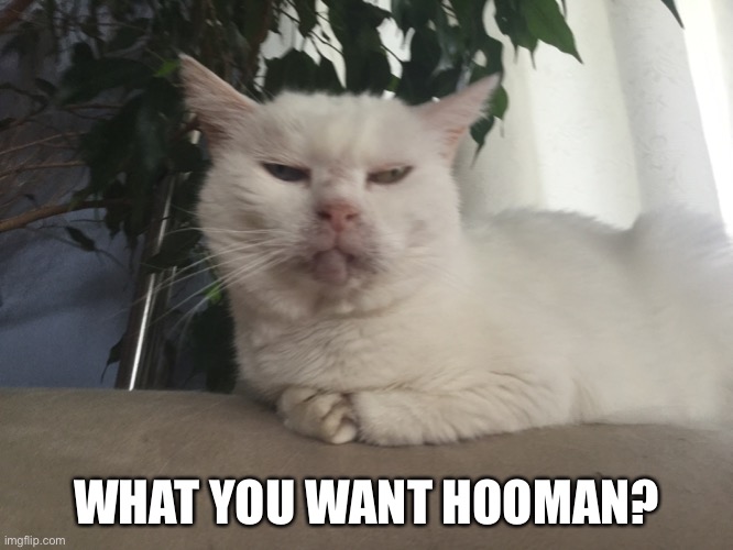 What you want hooman? | WHAT YOU WANT HOOMAN? | image tagged in cat,memes,cute | made w/ Imgflip meme maker