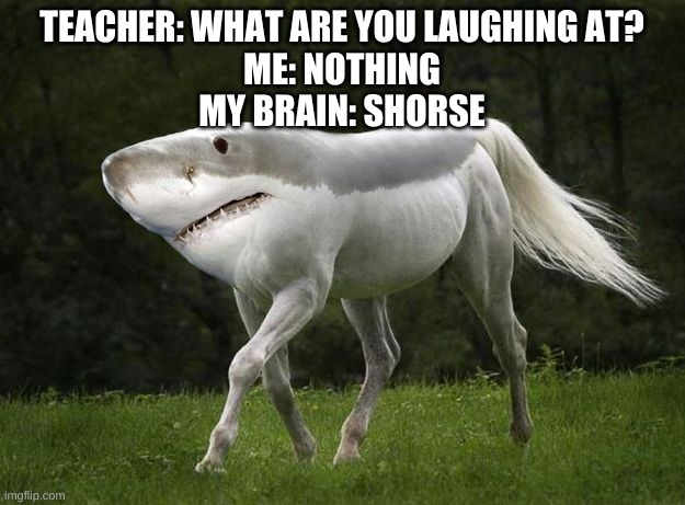 In ur worst nightmares | TEACHER: WHAT ARE YOU LAUGHING AT?
ME: NOTHING
MY BRAIN: SHORSE | image tagged in shark,horse | made w/ Imgflip meme maker