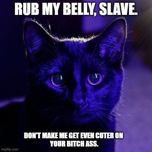 Belly Rub Slave | RUB MY BELLY, SLAVE. DON'T MAKE ME GET EVEN CUTER ON 
YOUR BITCH ASS. | image tagged in master,cat,belly | made w/ Imgflip meme maker