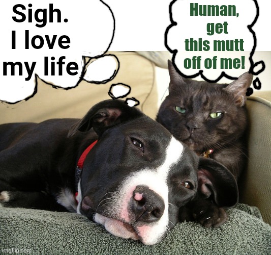Pet Life | Sigh. I love my life; Human,   get this mutt off of me! | image tagged in cats,dogs,lol so funny | made w/ Imgflip meme maker