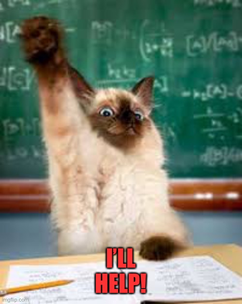 Raised hand cat | I’LL
HELP! | image tagged in raised hand cat | made w/ Imgflip meme maker