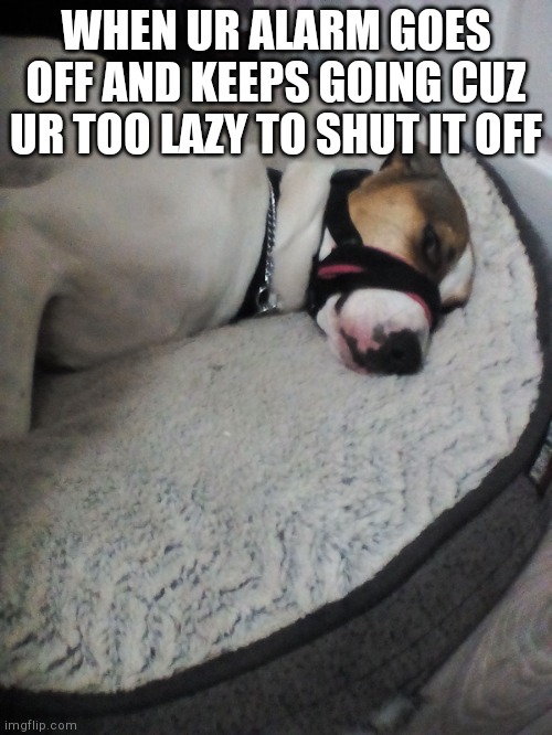 Memes | WHEN UR ALARM GOES OFF AND KEEPS GOING CUZ UR TOO LAZY TO SHUT IT OFF | image tagged in memes,dog,school | made w/ Imgflip meme maker