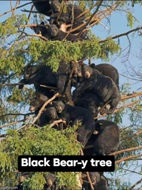Black berry tree | image tagged in puns,funny,bear,tree | made w/ Imgflip meme maker
