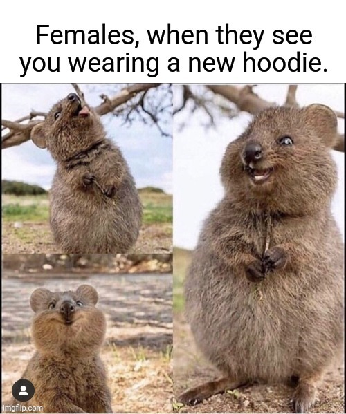 Quokka- new hoodie | image tagged in quokka,memes,funny memes,dank memes,funny animal meme | made w/ Imgflip meme maker