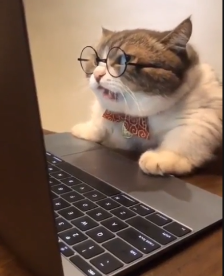 High Quality old cat with glasses computer Blank Meme Template
