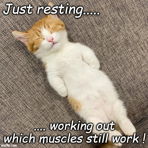Resting Kitten | Just resting..... .... working out which muscles still work ! | image tagged in muscles,kitten,fitness | made w/ Imgflip meme maker
