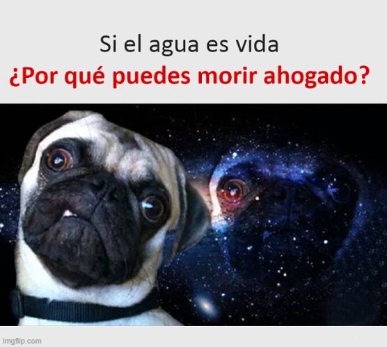 Buena pregunta | image tagged in dog memes | made w/ Imgflip meme maker