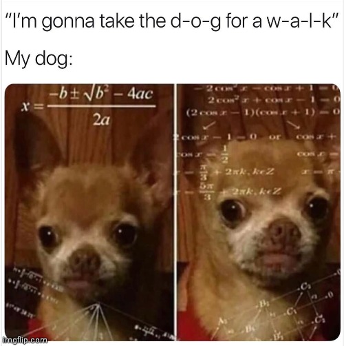 Title | image tagged in memes,dogs | made w/ Imgflip meme maker