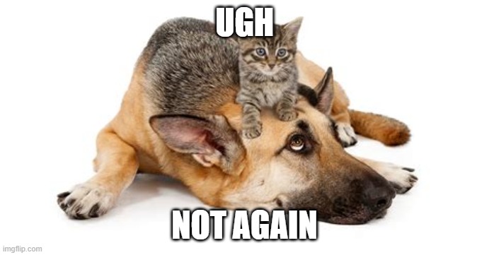 cat on my head | UGH; NOT AGAIN | image tagged in cat on my head | made w/ Imgflip meme maker
