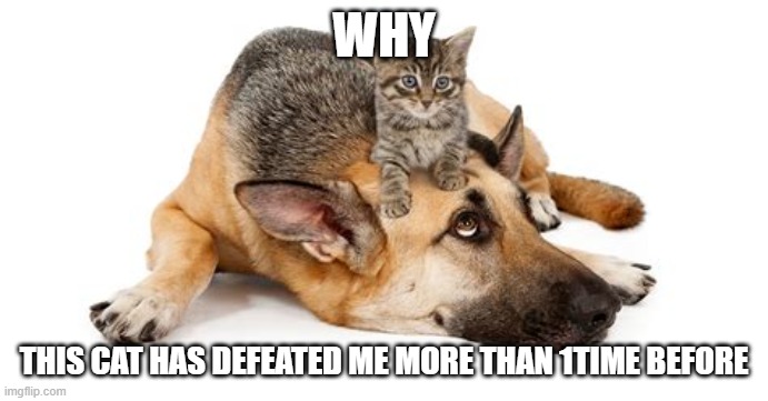 cat on my head | WHY THIS CAT HAS DEFEATED ME MORE THAN 1TIME BEFORE | image tagged in cat on my head | made w/ Imgflip meme maker