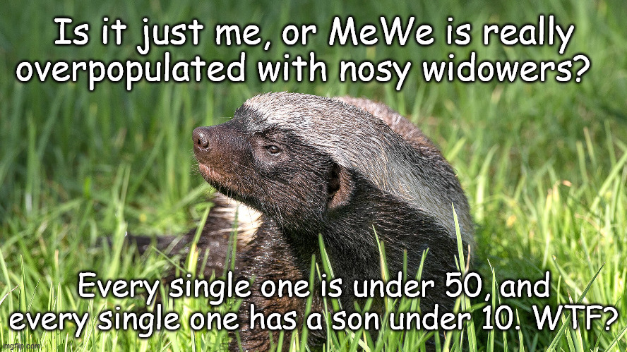 MeWe | Is it just me, or MeWe is really overpopulated with nosy widowers? Every single one is under 50, and every single one has a son under 10. WTF? | image tagged in friend requests,mewe | made w/ Imgflip meme maker